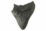 Partial Fossil Megalodon Tooth - Serrated Blade #295392-1